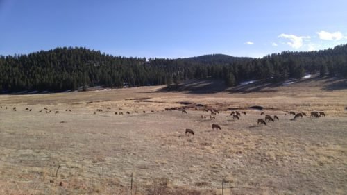 elk in a field