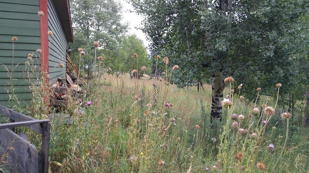 FaithSpun | Weeds | Young Victoria | Home Renovation